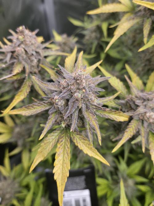 Gorilla cookies fast bud. Week 12