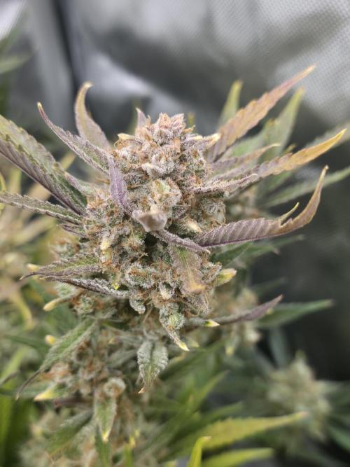 Gorilla cookies fast bud. Week 12