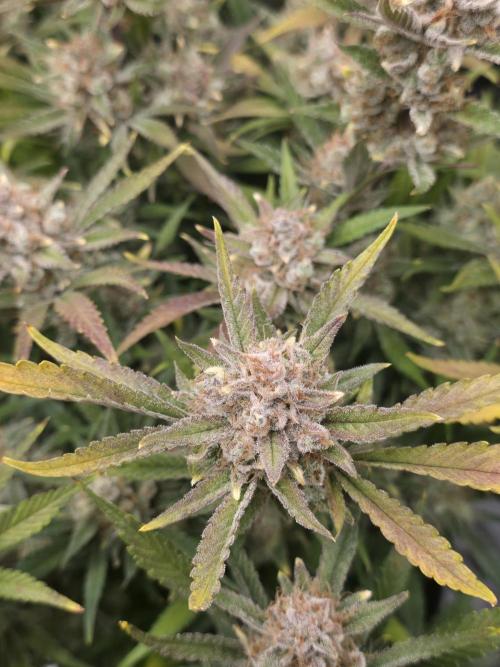 Gorilla cookies fast bud. Week 12
