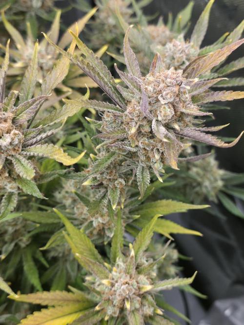 Gorilla cookies fast bud. Week 12