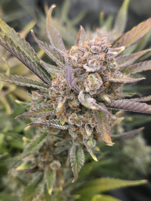Gorilla cookies fast bud. Week 12