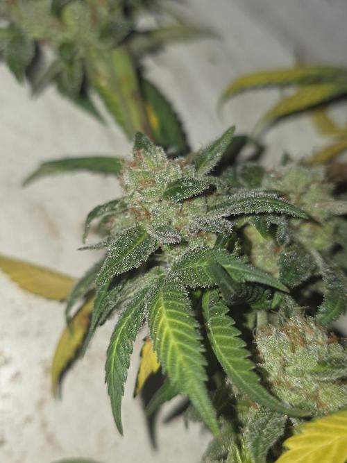 LFG barneys farm. Week 18