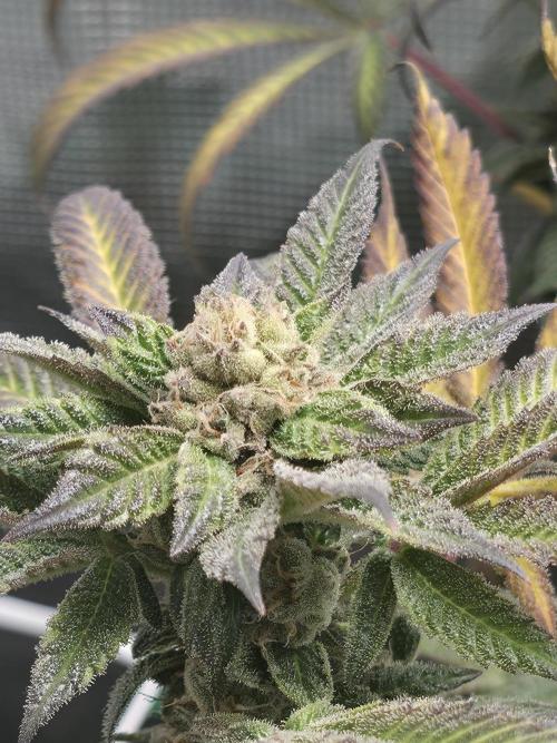 LFG barneys farm. Week 18