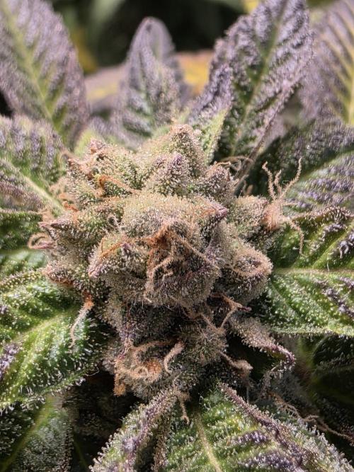 LFG barneys farm. Week 18