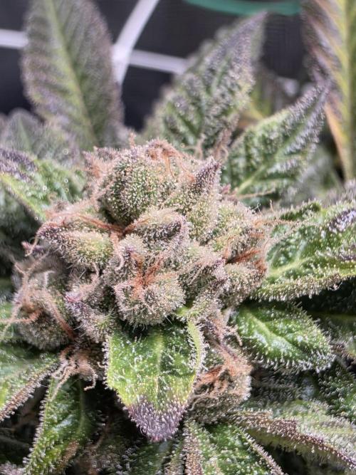 LFG barneys farm. Week 18