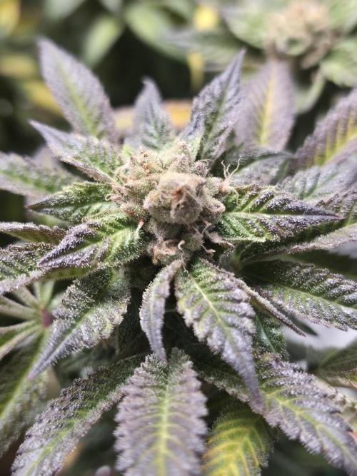 LFG barneys farm. Week 18