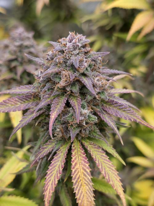 Gorilla cookies fast bud. Week 13