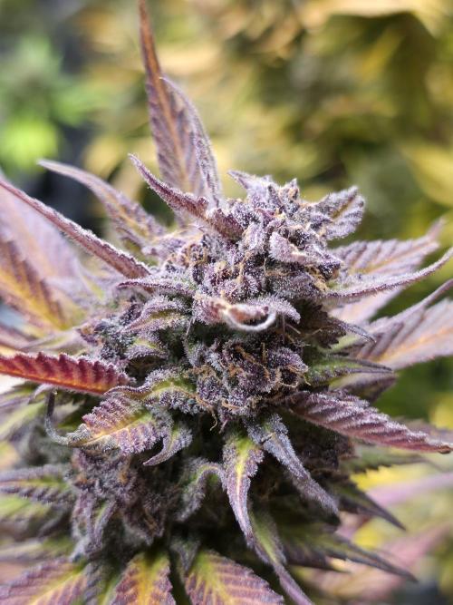Gorilla cookies fast bud. Week 13