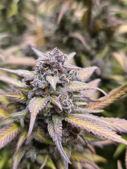 Gorilla cookies fast bud. Week 13