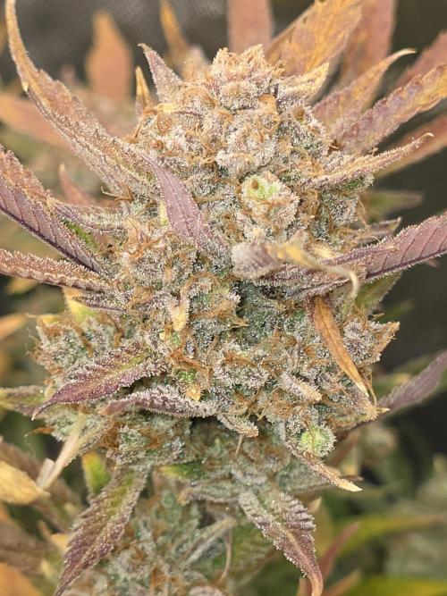 Gorilla cookies fast bud. Week 13