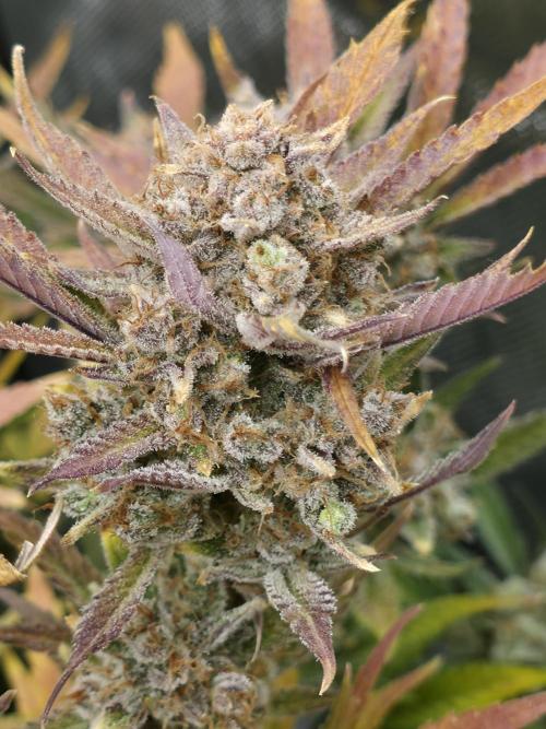 Gorilla cookies fast bud. Week 13
