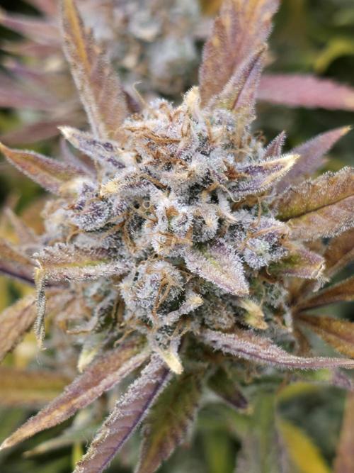 Gorilla cookies fast bud. Week 13