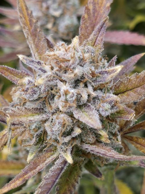 Gorilla cookies fast bud. Week 13