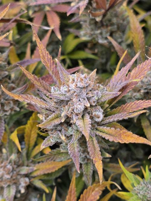 Gorilla cookies fast bud. Week 13