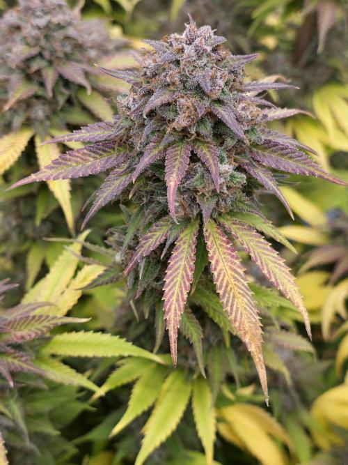 Gorilla cookies fast bud. Week 13
