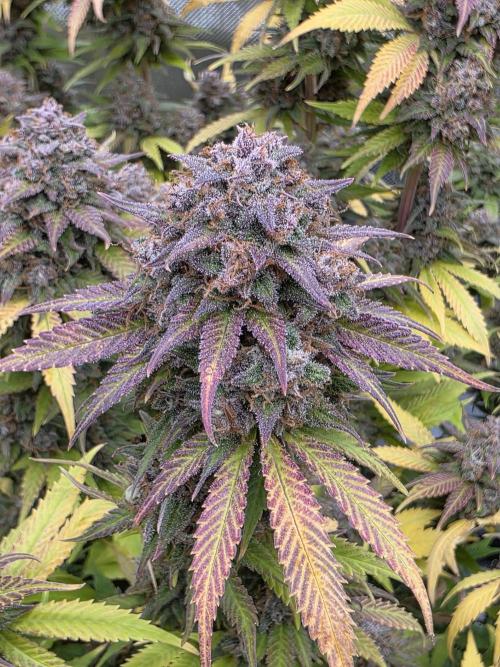 Gorilla cookies fast bud. Week 13