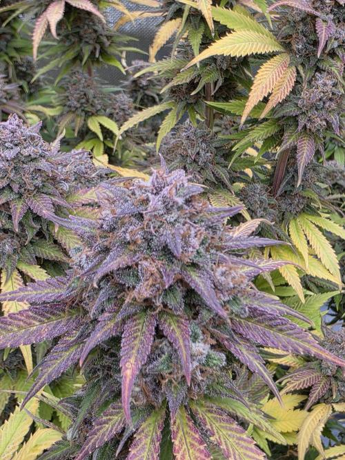 Gorilla cookies fast bud. Week 13