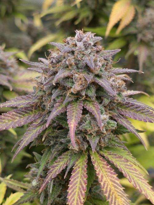 Gorilla cookies fast bud. Week 13