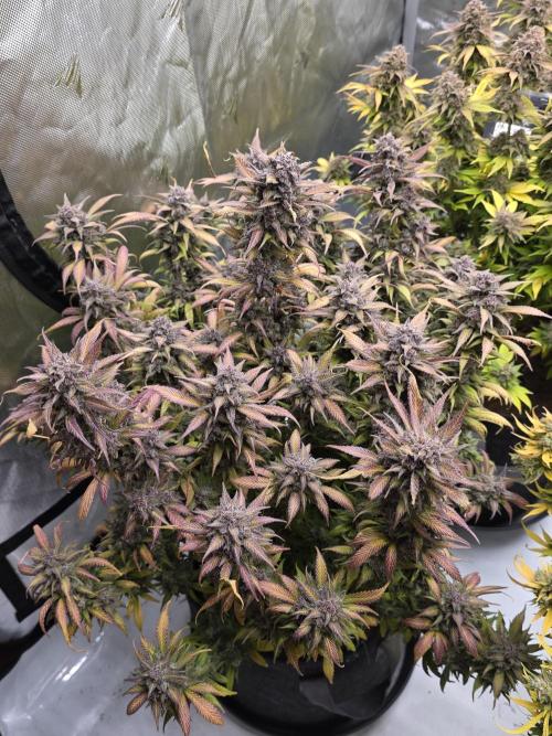 Gorilla cookies fast bud. Week 13