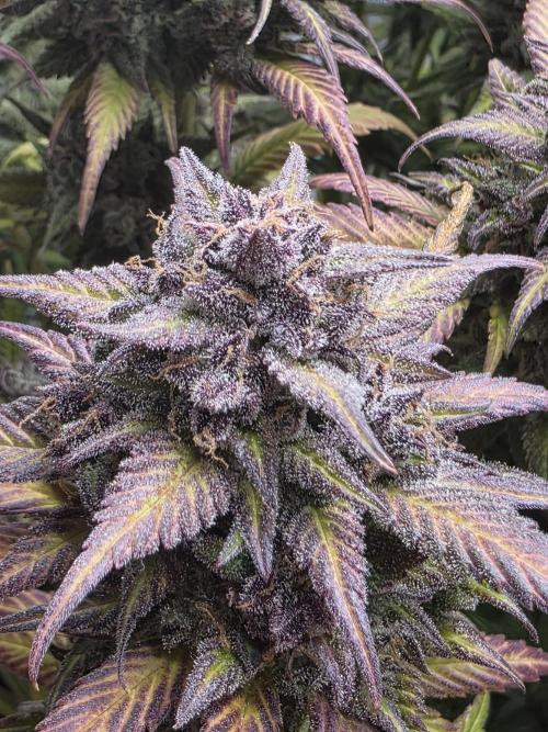 Gorilla cookies fast bud. Week 13