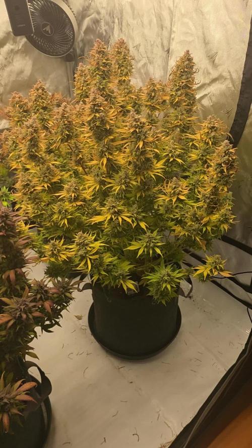 Gorilla cookies fast bud