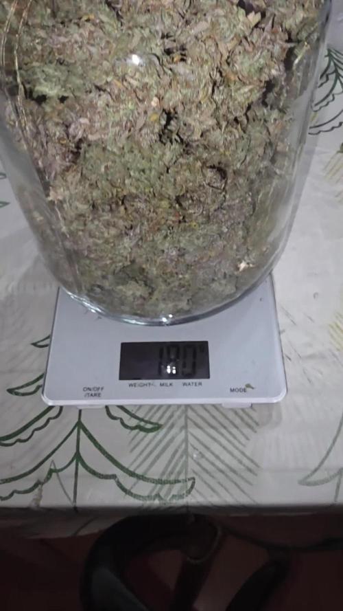 Gorilla cookies fast bud