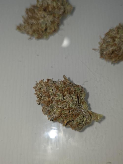 Gorilla cookies fast bud. Week 14