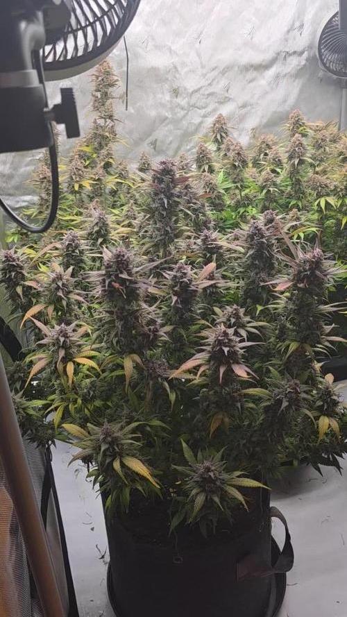 Gorilla cookies fast bud