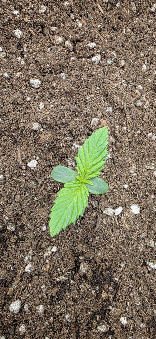 BlueMonster Auto. Week 0
