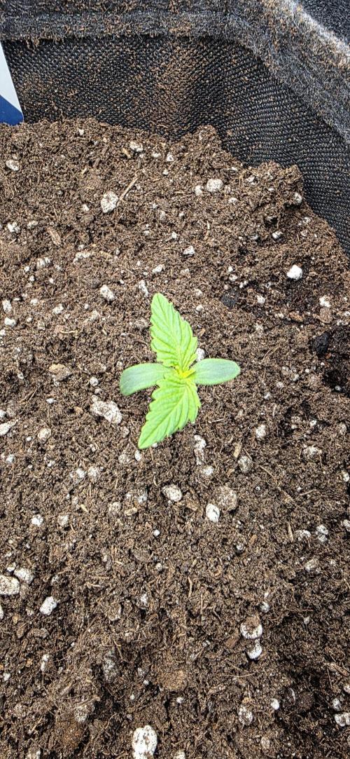 BlueMonster Auto. Week 0