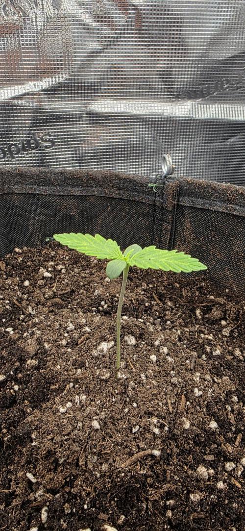 BlueMonster Auto. Week 0
