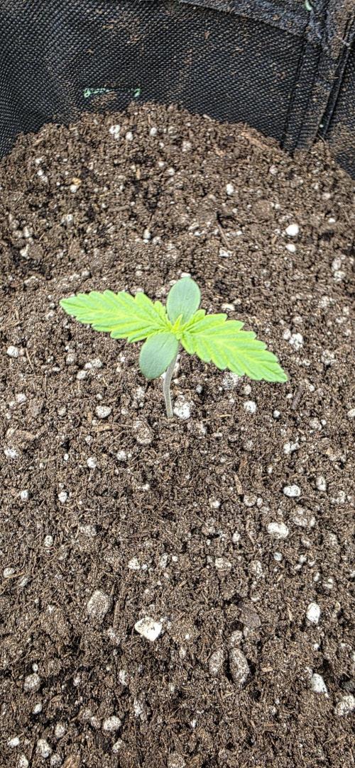 BlueMonster Auto. Week 0