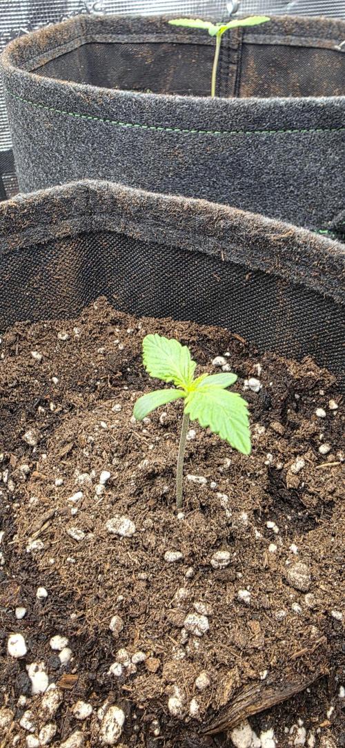 BlueMonster Auto. Week 0