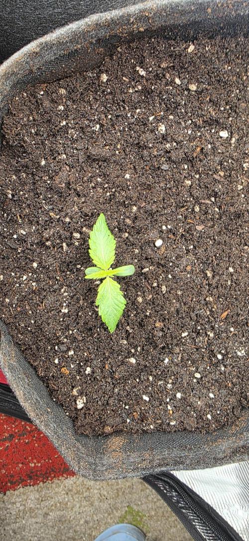 BlueMonster Auto. Week 0