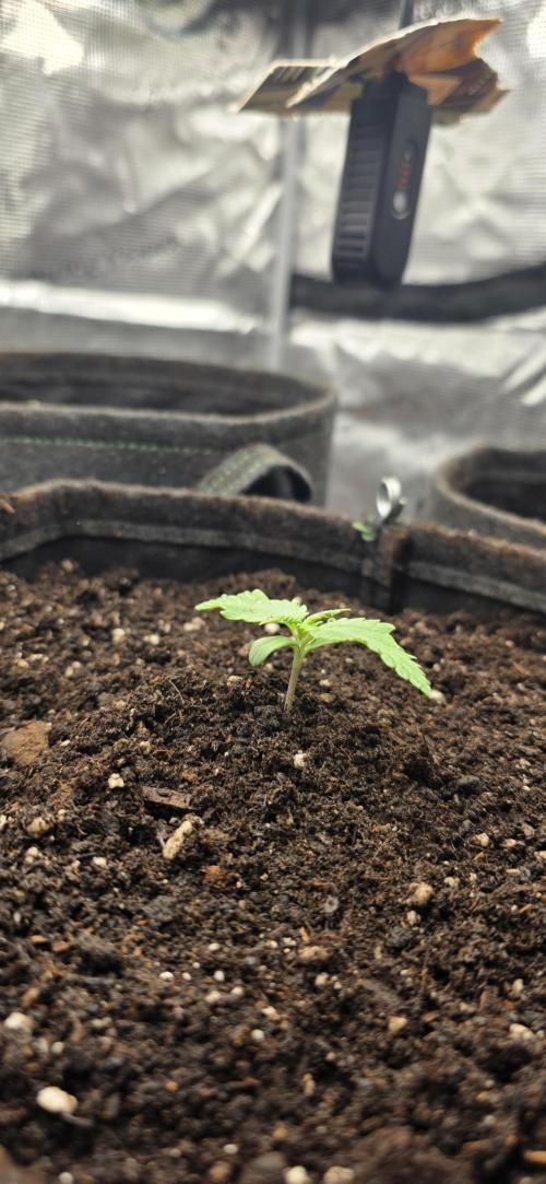 BlueMonster Auto. Week 0