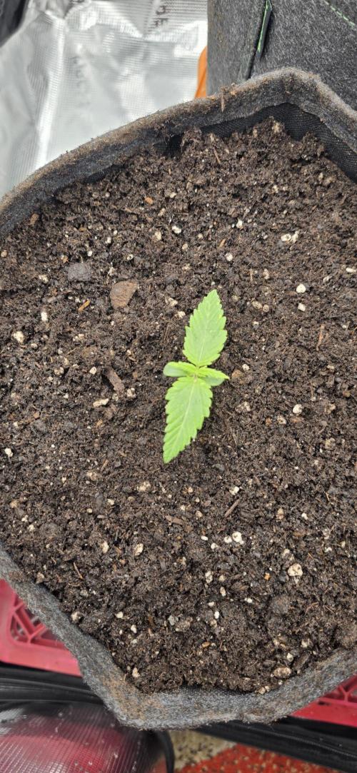 BlueMonster Auto. Week 0