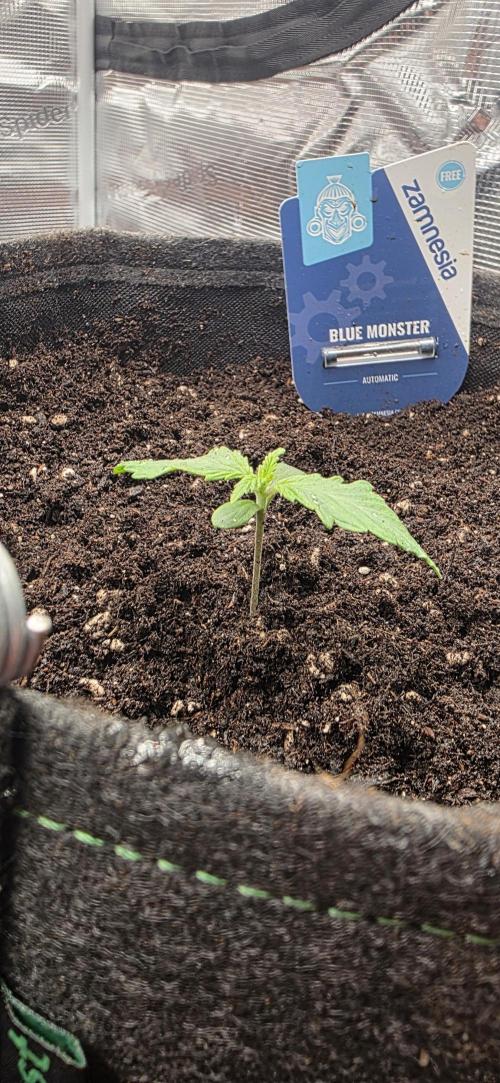 BlueMonster Auto. Week 0