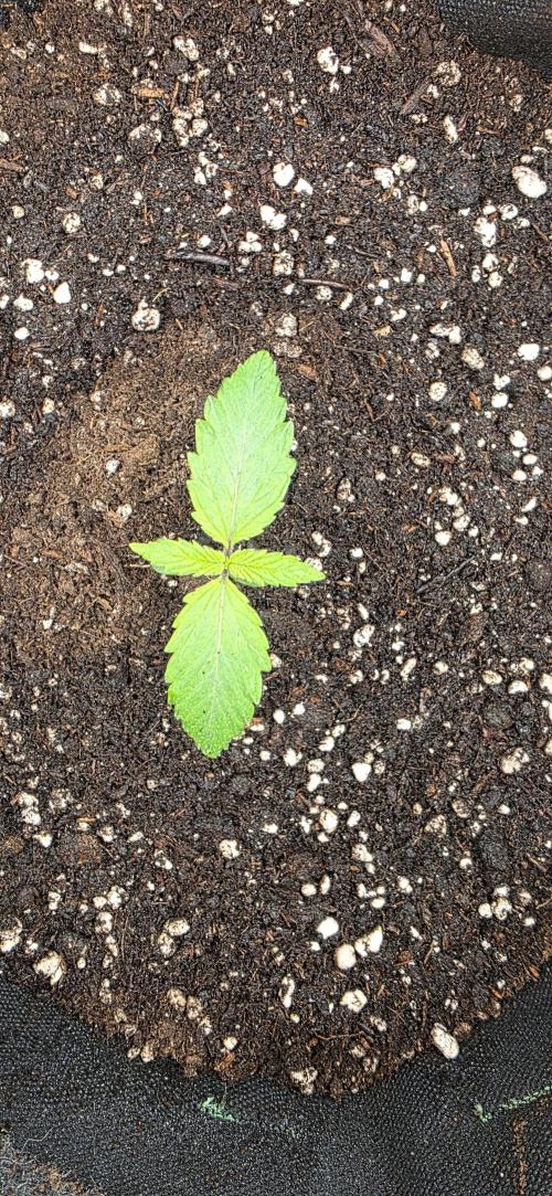 BlueMonster Auto. Week 0