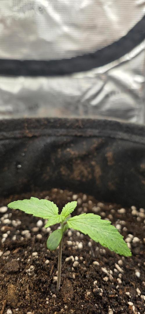 BlueMonster Auto. Week 0