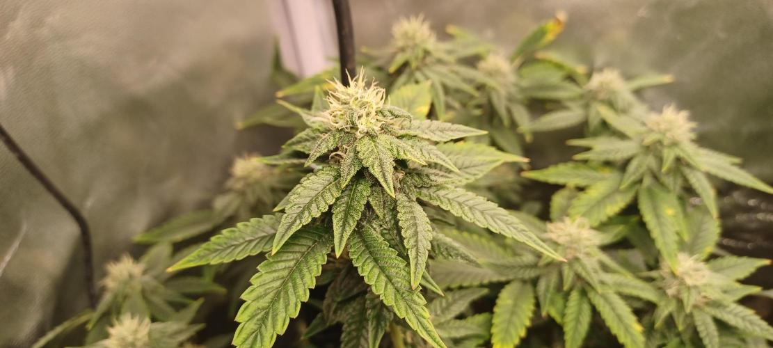 První grow. Week 4