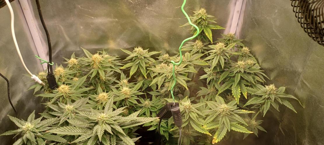 První grow. Week 4