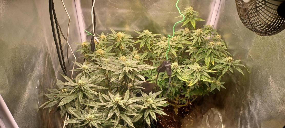 První grow. Week 4