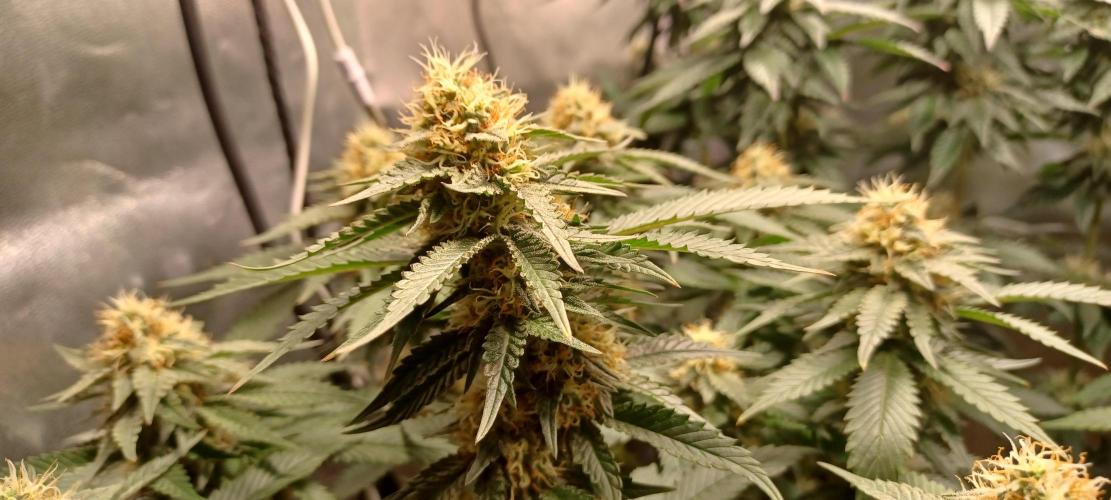 První grow. Week 5