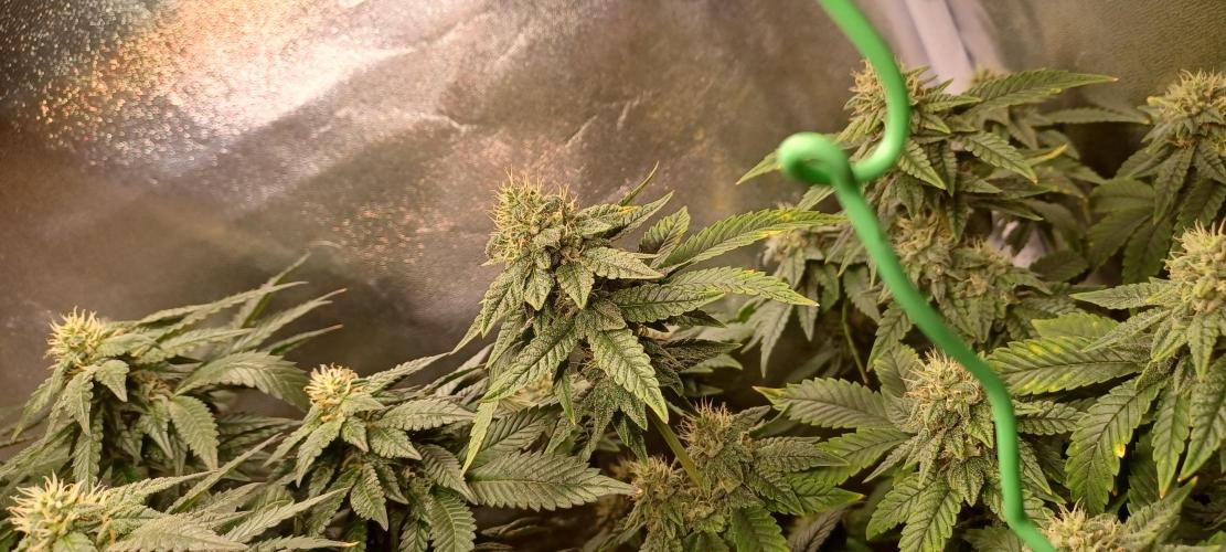 První grow. Week 5