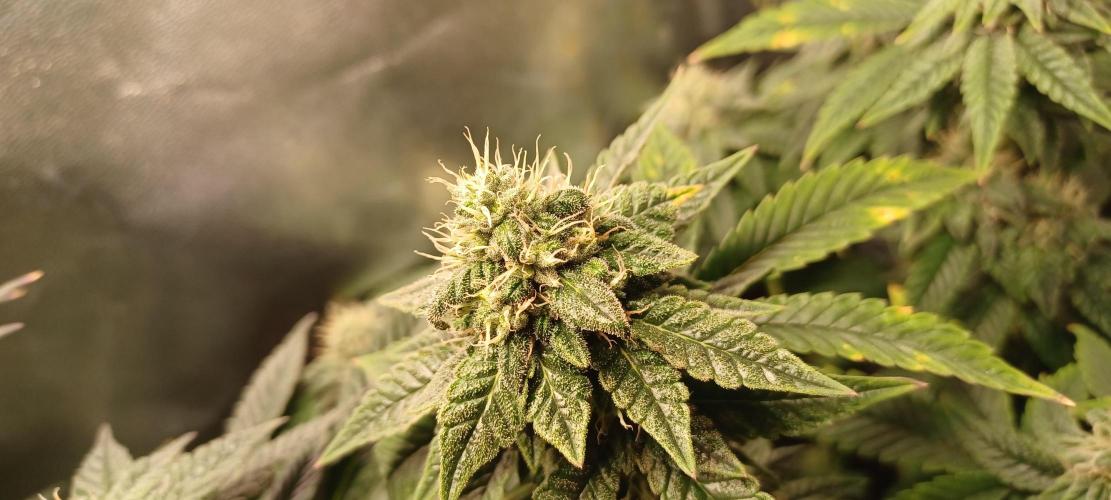 První grow. Week 5