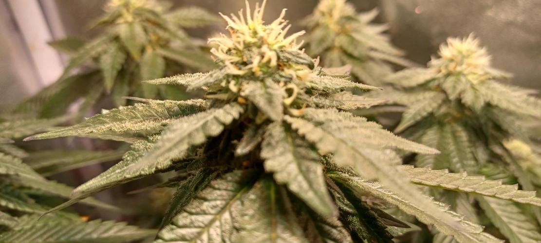 První grow. Week 6