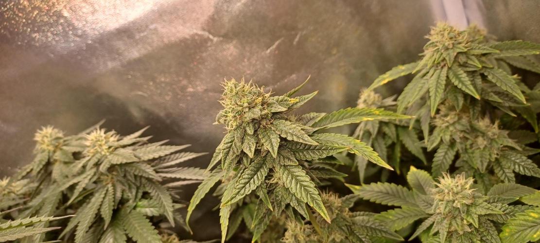 První grow. Week 6