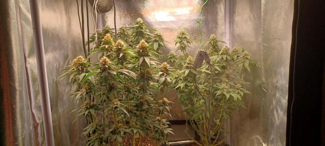První grow. Week 6