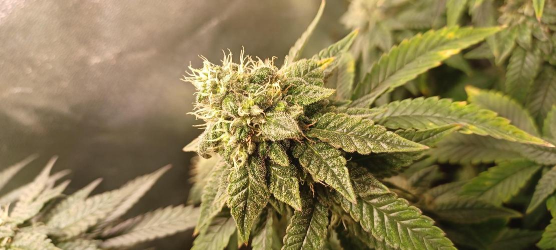 První grow. Week 6