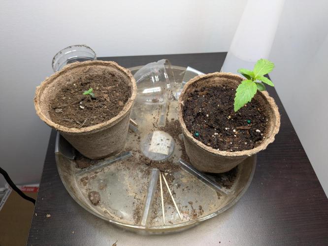 Orange Diesel. Week 1